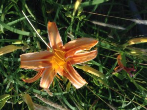 クワンソウの花　the flower of Kuwan-sou