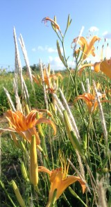 クワンソウ畑　flower field of Kuwan-sou