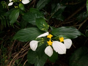 コンロンカ　黄色い花が星形でとてもかわいい。Yellow flower shaped star, it's so cute!!