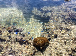 今帰仁の海⑤　ocean in Nakijin