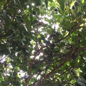 たわわに実ったシークヮーサー　cittrus depressa.