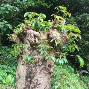 生命力を感じます。I felt vitality.