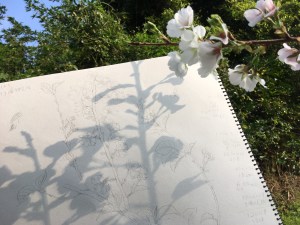 スケッチしました。