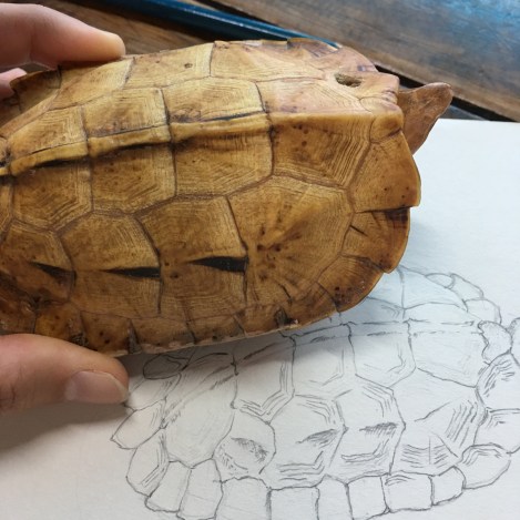 リュウキュウヤマガメの剥製