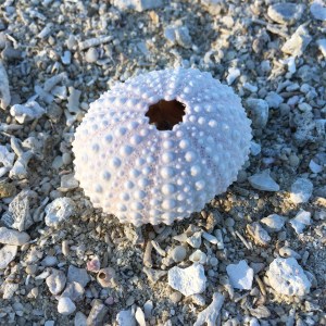 紅型には関係ないけど、同じく宝物。うにの殻。